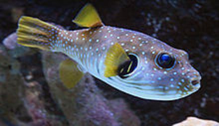 Hình ảnh cá nóc chuột vân bụng, một trong những loài có độc tính rất mạnh.
