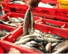 Ngộ độc do Histamin trong cá biển